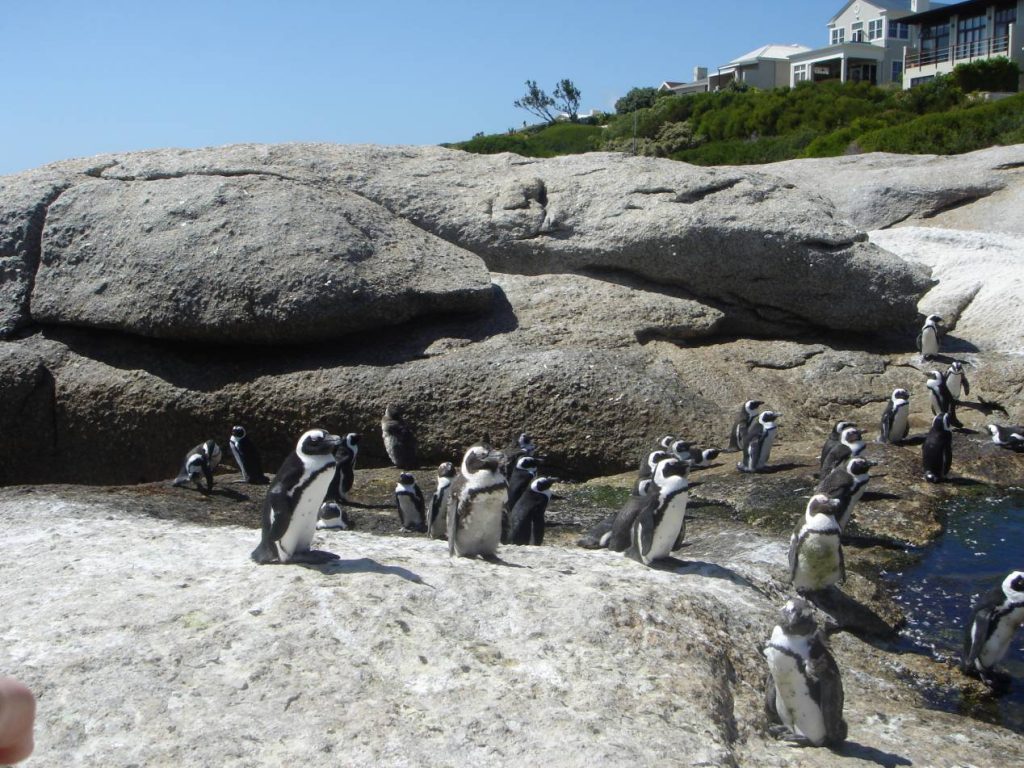 Cap_bonne_esperance_Boulders_Beach Cap_bonne_esperance_Boulders_Beach