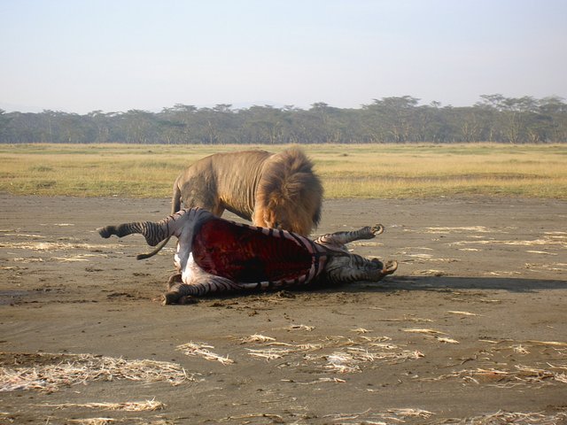 Nakuru 2 Lac Nakuru Kenya