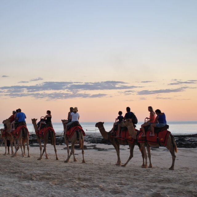 Dromadaire à Broome