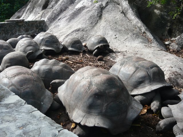 tortues-geantes-seychelles tortues géantes seychelles