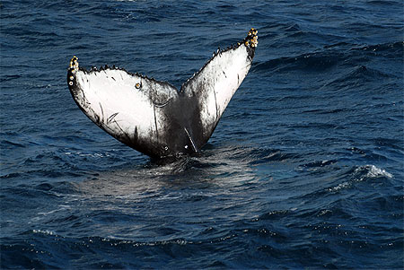 baleine a bosse