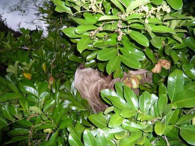paresseux costa rica