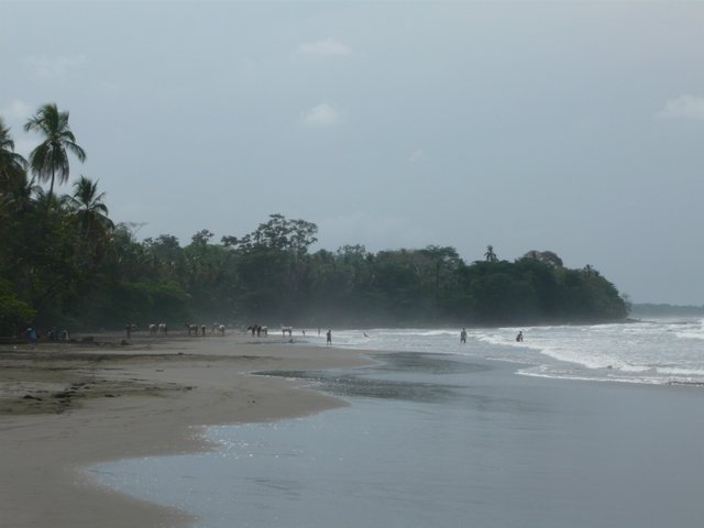 playa-negra-cahuita