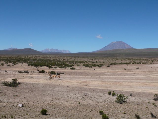 reserva-nacional-salinas-aguada-blanca