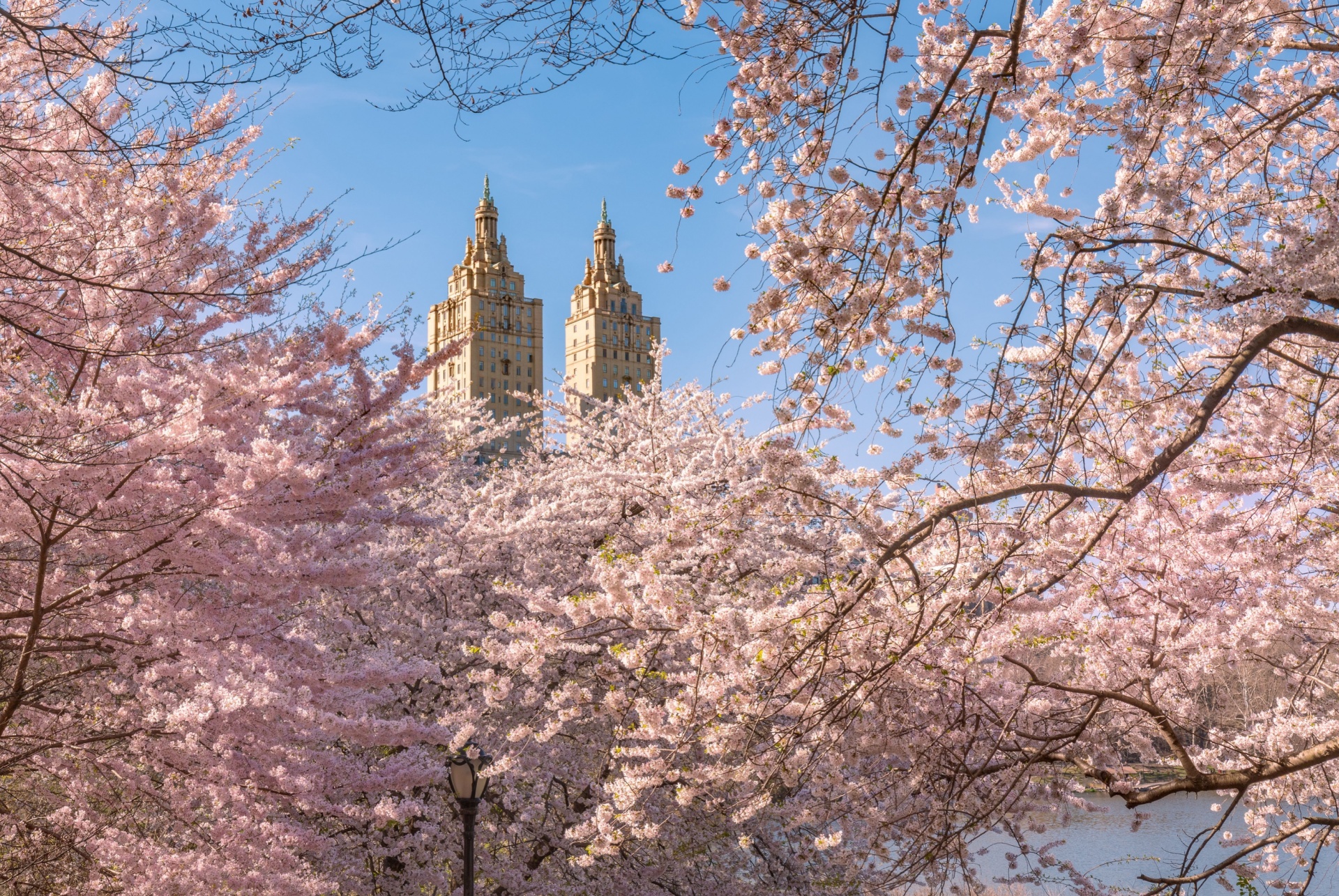 cerisiers central park