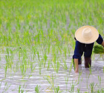 quand partir thailande