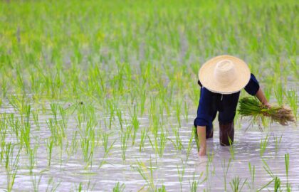 quand partir thailande