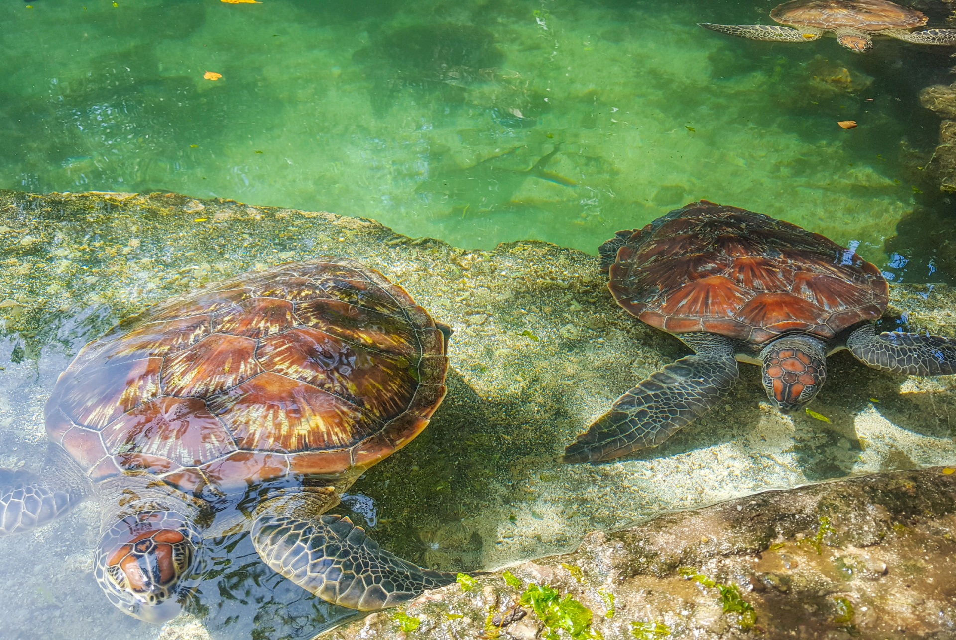 tortues de mer